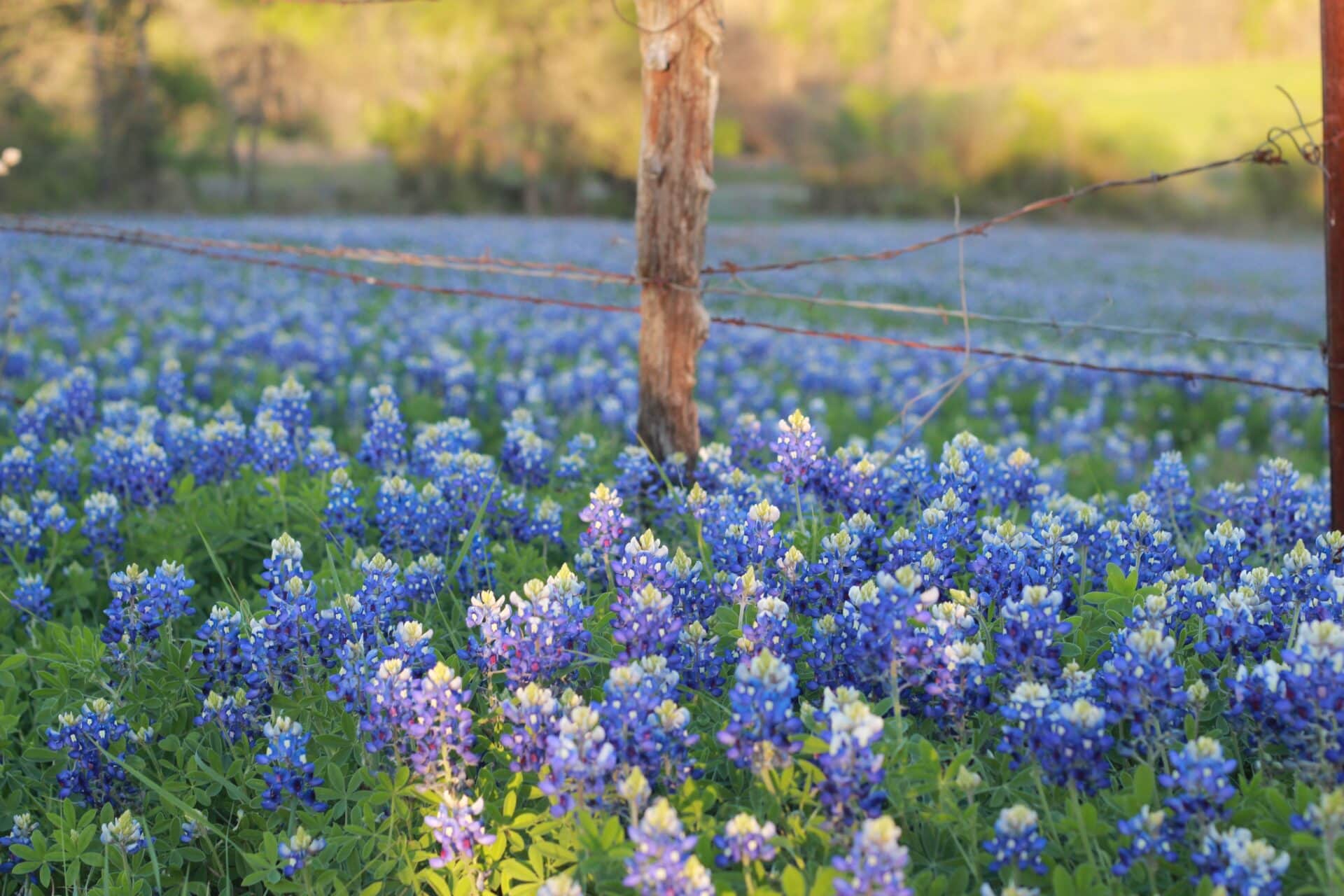 Ennis Bluebonnet Trails Festival Returns - Focus Daily News